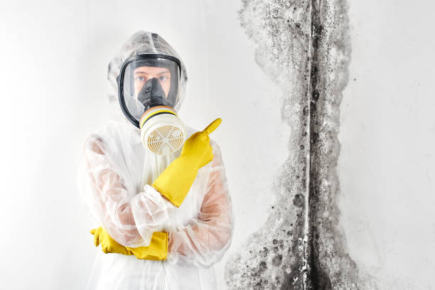 Best Black Mold Removal  in Independence, LA