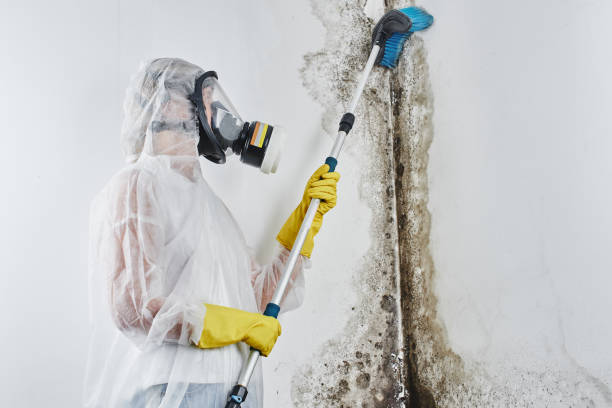 Best Emergency Mold Remediation  in Independence, LA