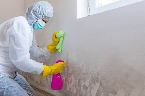 Best Post-Construction Mold Inspection  in Independence, LA