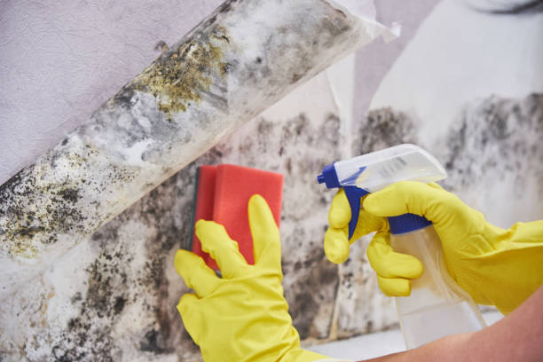  Independence, LA Mold Inspection Pros